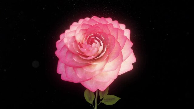 Flower rose bloom loop open and close in 4K resolution
