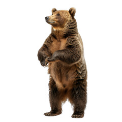 brown bear in a full body standing pose on a white background, png.