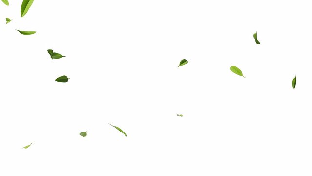 Green natural tea leaves with alpha channel, 3d rendering.