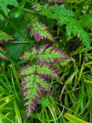 Edinburgh, Scotland, UK