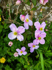 Clematis montana 'Elizabeth' at Edinburgh, Scotland