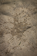 Color vertical photo of a beach composition, wet sand and asphalt stones on a sunny day. Background image, photo texture.