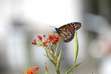 inseto borboleta - Lepidoptera    
