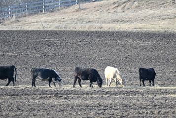 Five Cows in Dry Pasture
