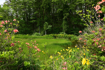 ツツジと黃菖蒲の隙間から沼を覗き込む