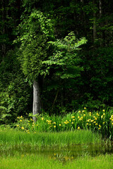 木と、黃菖蒲が咲く沼