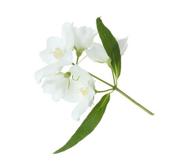 Obraz premium Branch of jasmine flowers and leaves isolated on white