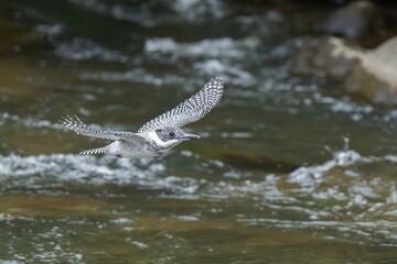 清らかな渓流をバックに颯爽と飛ぶヤマセミ