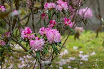 ひっそりと咲く満開の濃いピンクのシャクナゲの花
