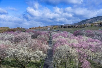 青空バックに見る満開のカラフルな梅林公園の情景