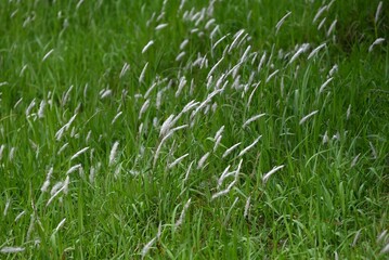 Cogongrass ( Imperata cylindrica ) flowers.
Poaceae perennial plants. Produces reddish-brown flower spikes in early summer. Seeds wrapped in fluff are blown away by the wind.