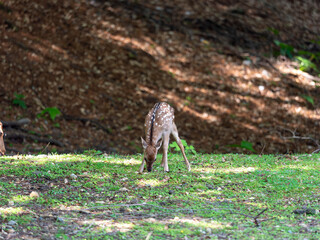 【奈良公園】可愛い鹿の赤ちゃん