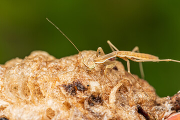 孵化直後の卵嚢に付いた朝露を飲むオオカマキリの幼虫