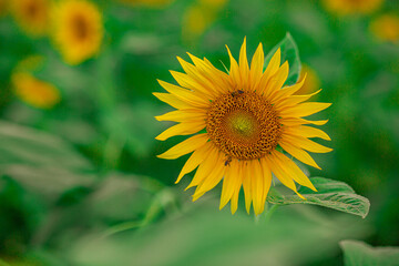 Sunflower