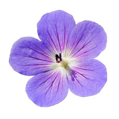 Purple Flower
