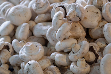 Fresh mushrooms sold in the market