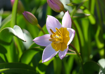 Greek and Turkish species of plant in the genus Tulipa (lat.- Tulipa saxatilis}