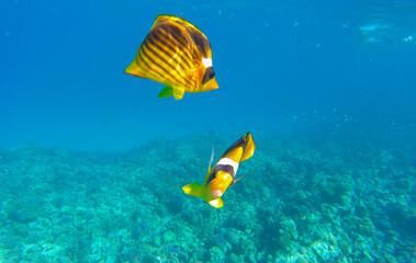 summer background banner with fish and coral in the red sea in egypt