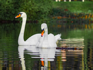 Two elegant swans gracefully glide on a serene lake under the sun, creating a peaceful scene