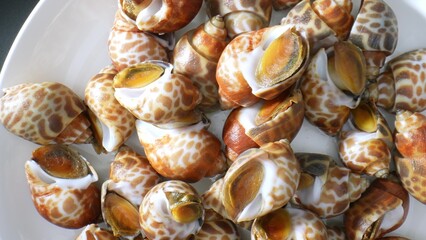 Spotted babylon is valued not only for its taste but also for its nutritional benefits. It is a good source of protein, vitamins, and minerals, including calcium, iron, and omega-3 fatty acids. 
