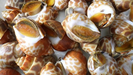 Spotted babylons live in shallow Indo-Pacific waters, from the Red Sea to Southeast Asia and Australia. They feed on detritus and small organisms, burying for protection. 
