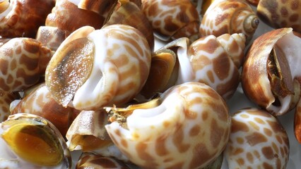 Spotted babylon, scientifically Babylonia areolata, common in Indo-Pacific waters like Thailand....