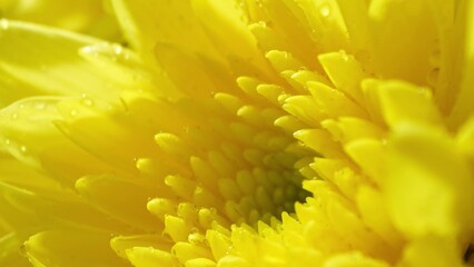 In a macro view, a yellow chrysanthemum's layers unfold, each petal embellished with minute dewdrops. Its vivid hue captivates, showcasing the flower's innate elegance and minute intricacies.
