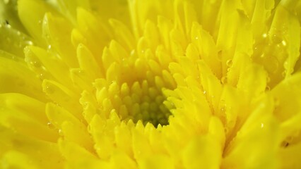 Explore the mesmerizing world of a yellow chrysanthemum in this macro shot. Vivid petals adorned with dewdrops unveil nature's elegance. Witness the intricate textures and structure up close.
