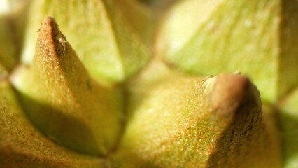 Dive into the mesmerizing world of durian thorns with this macro shot. Each triangular spike,...