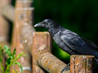 柵にとまるカラス