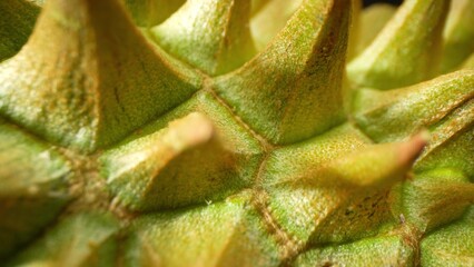 A mesmerizing macro view captures the menacing beauty of durian thorns. Each triangular spike,...