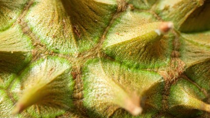 Macro lens captures durian thorns, sharp, triangular spikes in greenish-yellow. Densely packed,...