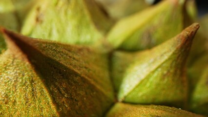 Zoom in, durian thorns reveal their intricate detail: sharp, triangular, and densely packed. Their...