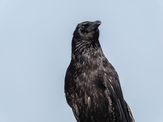 カラスのアップ