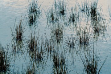 Texture of grass reeds in the water in Pakawau, Tasman, New Zealand.