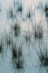 Texture of grass reeds in the water in Pakawau, Tasman, New Zealand.