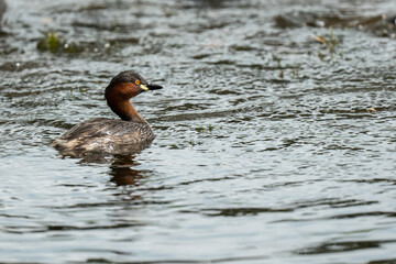 Little grebe (Tachybaptus ruficollis) swimming and hunting in a small pond on a sunny day in spring