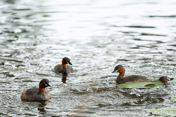 Little Grebes happily swimming in a natural pond