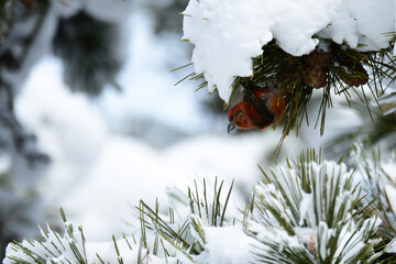 雪が積もる松にイスカ
