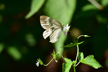 秋のスジグロシロチョウ