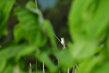 細い茎に止まって鳴くコヨシキリ