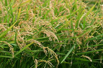 首を垂れる秋の稲穂