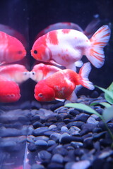 金魚・らんちゅう