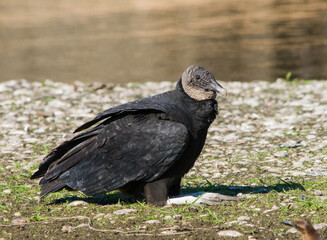 A black vulture, Coragyps atratus, resting on his ankles, or as sometimes described as reverse...