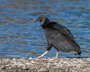 A black vulture, Coragyps atratus, walking near the lake shore against a background of blue water.