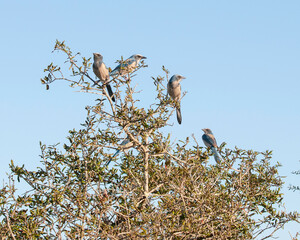 An extended family of Florida Scrub Jays, Aphelocoma coerulescens, perched in an oak scrub tree in central Florida, where they are an endemic species. Blue sky background.