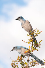 Two Florida scrub jays, Aphelocoma coerulescens, high on a branch of a scrub oak tree. Full portrait view with a blue sky behind them.
