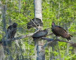 Both black vultures and turkey vultures, roosting together in a tree. The turkey vulture is facing the camera.