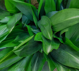 庭のハラン、ハランの葉、ハランの栽培