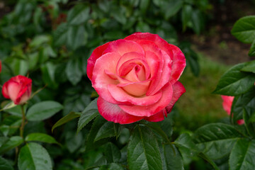 Closeup of a Coretta Scott King rose flower with leaves in a garden.

